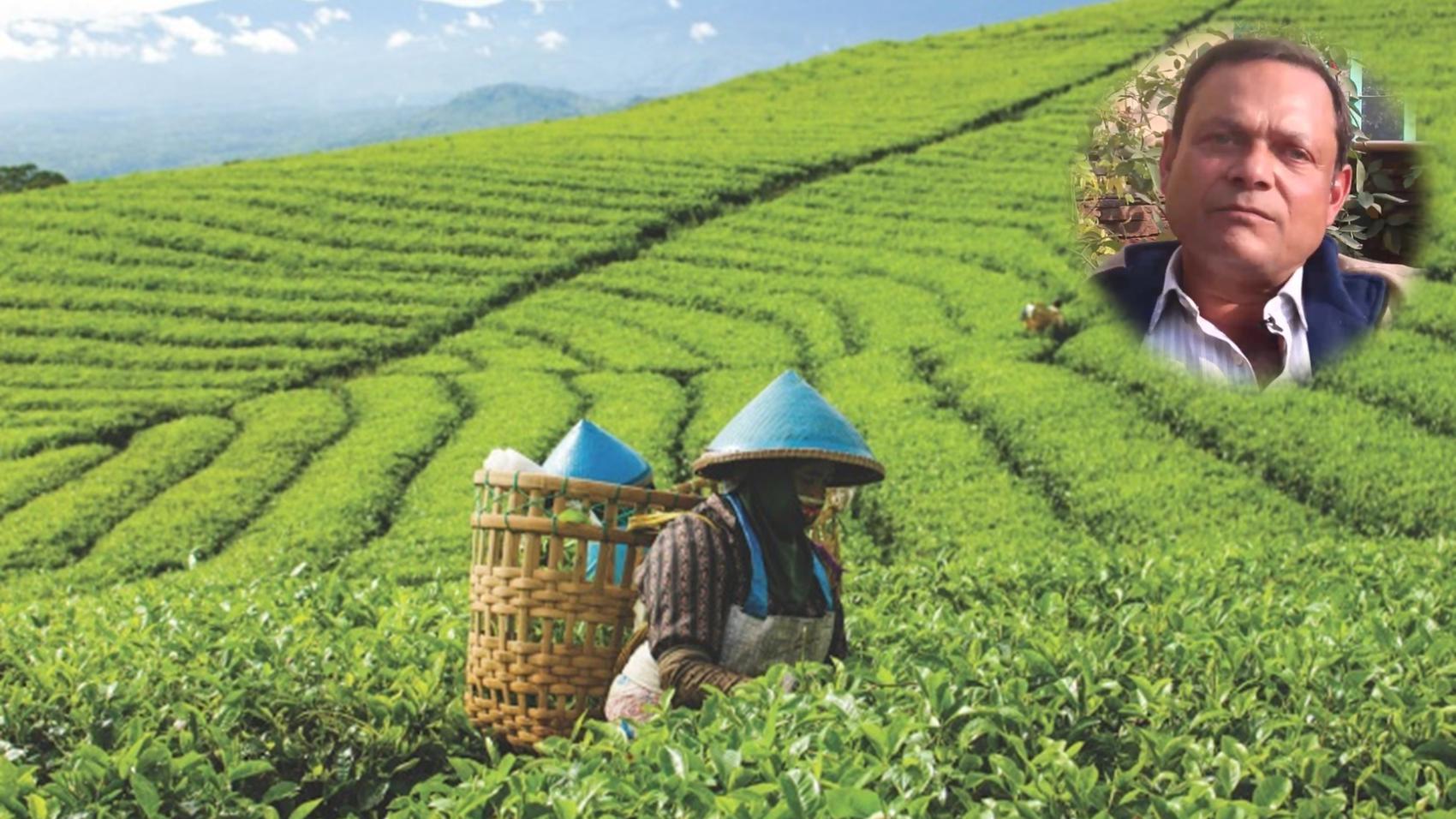 Career in Tea Plantation